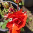 Роза флорибунда "Трампитер" Rosa floribunda Trumpeter - Продажа растений