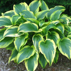 Хоста Ауреомаргината (Hosta Aureomarginata) - Продажа растений