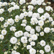 Тысячелистник Птармика (Achillea ptarmica) - Продажа растений