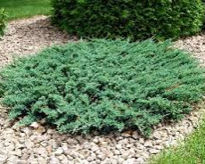 Можжевельник Андора Компакта (Juniperus horizontalis Andorra Compact) - Продажа растений