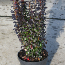 Барбарис тунберга"Helmond Pillar" - Продажа растений