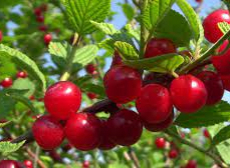 Вишня Войлочная "Океанская Вигорова" (Prunus tomentosa) (на штамбе) - Продажа растений