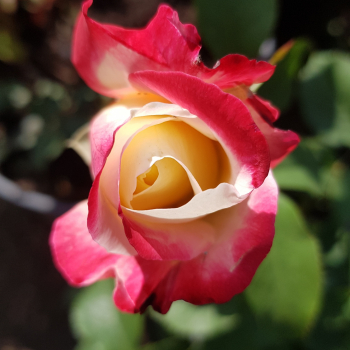 Роза "Даблделайт" (Rose Double Delight) - Продажа растений