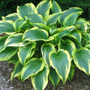 Хоста Ауреомаргината (Hosta Aureomarginata) - Продажа растений
