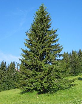 Ель обыкновенная (Picea abies) - Продажа растений