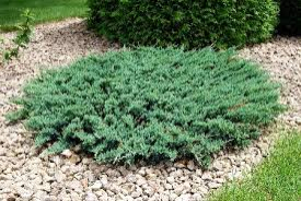 Можжевельник Андора Компакта (Juniperus horizontalis Andorra Compact) - Продажа растений