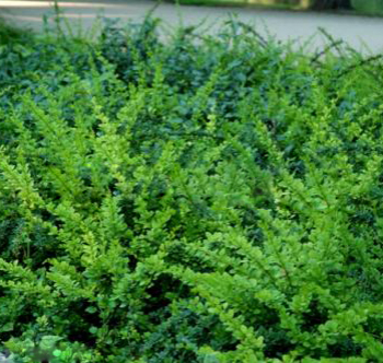 Барбарис тунберга "Green Carpet" - Продажа растений