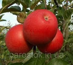 Зимний сорт Яблоня "Богемия" - Продажа растений