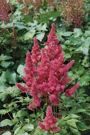 Астильба "Бремен" - Продажа растений