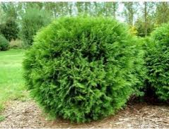 Туя Западная "Литл Чемпион" (Little Champion) - Продажа растений