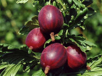 Крыжовник "Черносливовый - Продажа растений