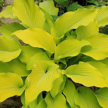 Хоста Сан Пауэр (Hosta Sun Power) - Продажа растений