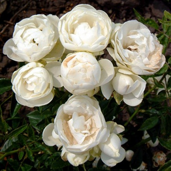 Роза Снипринцесса миниатюрная - Продажа растений